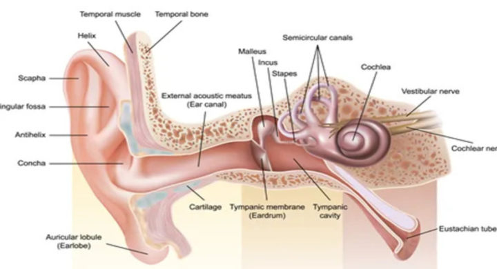 best hearing aid in india